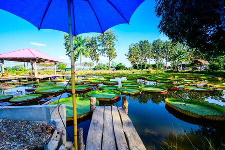 Victoria Waterlily Park in Chiang Rai Province, Thailand.の写真素材