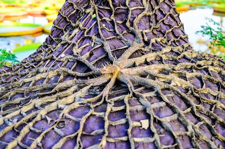 Back of Victoria Waterlily Leaf, Thailand.の写真素材