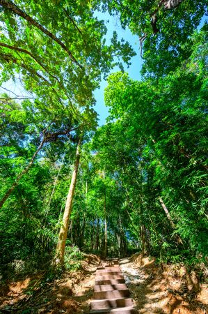 Concrete stair and trail in national park, Lampang province.の写真素材