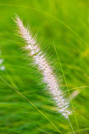 Grass flower with house background, Thailand.
