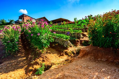 Beautiful park at Doi Mon Cham, Chiang Mai province.の写真素材