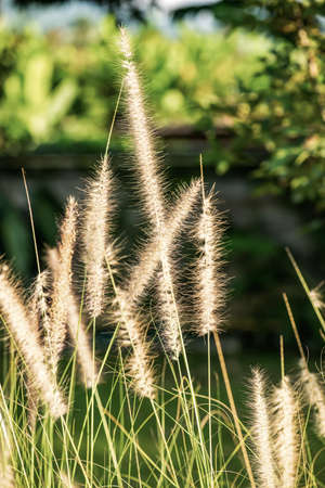 Grass flower with natural background, Thailand.のeditorial素材