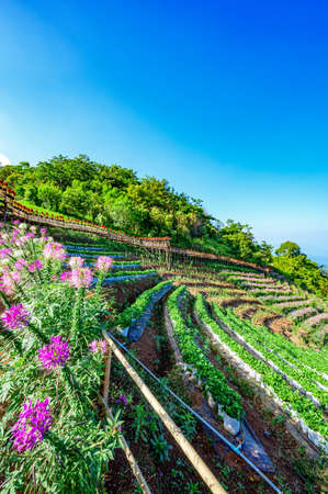 CHIANG MAI, THAILAND - November 25, 2019: Beautiful park with skywalk at Mon Cham, Chiang Mai province.のeditorial素材