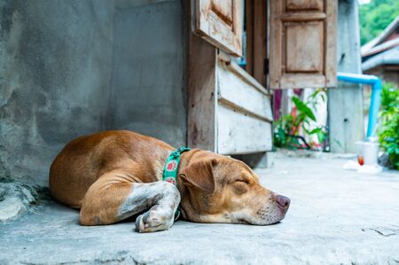Thai dog with country background, Chiang Mai Province.の写真素材