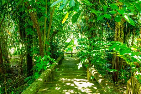 Arboretum Trail in Queen Sirikit Botanic Garden, Chiang Mai Province.の写真素材