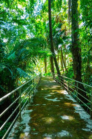 Arboretum Trail in Queen Sirikit Botanic Garden, Chiang Mai Province.の写真素材