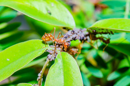 Group of Thai ants, Thailand.の写真素材