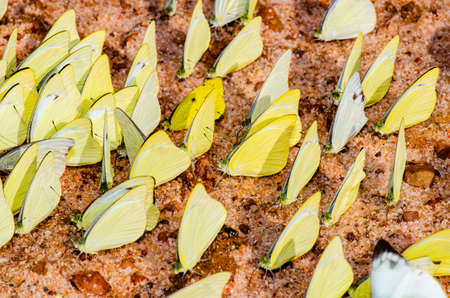 Group of butterflies on the ground at Pang Si Da national park, Sa Kaeo province.の写真素材