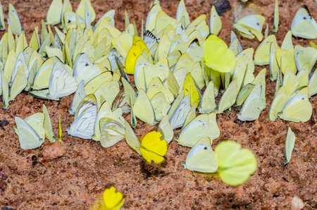 Group of butterflies on the ground at Pang Si Da national park, Sa Kaeo province.の写真素材