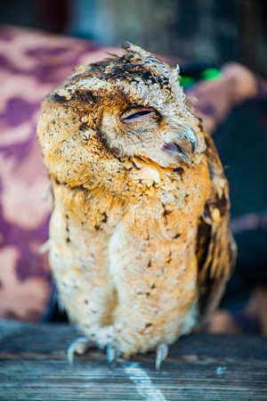Close Up of Young Owl, Thailand.の写真素材