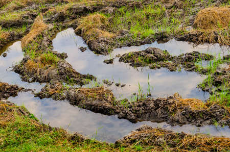 Rice field with puddle at early morning, Nakhon Ratchasima province.