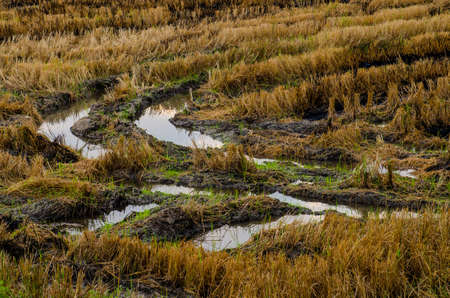Rice field with puddle at early morning, Nakhon Ratchasima province.
