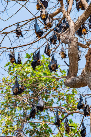 Flying Fox  or Lyle's Flying Fox on The Treeの写真素材