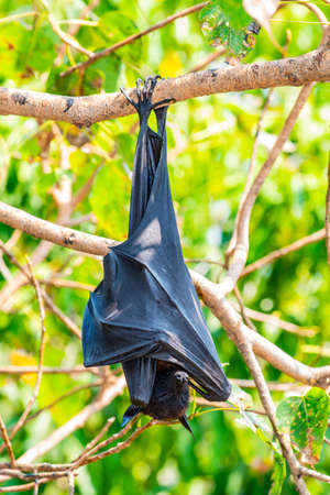 Flying Fox  or Lyle's Flying Fox on The Tree
