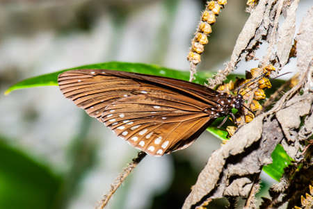Brown butterfy in nature, Thailand.の写真素材