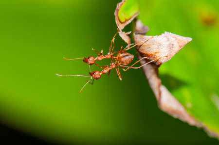 Group of red ants in nature, Thailand.の写真素材
