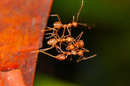 Group of red ants in nature, Thailand.の写真素材