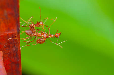 Action of red ant on leaf, Thailand.の写真素材