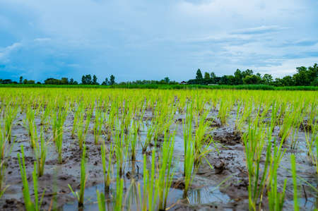 Rice field in Phayao province, Thailand.