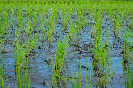Rice field in Phayao province, Thailand.の写真素材