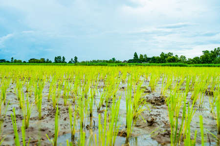 Rice field in Phayao province, Thailand.の写真素材