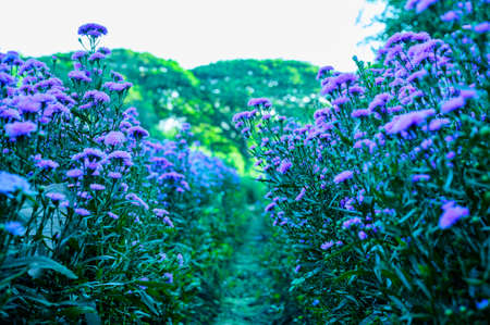 Violet flower in the garden, Chiang Mai province.の写真素材