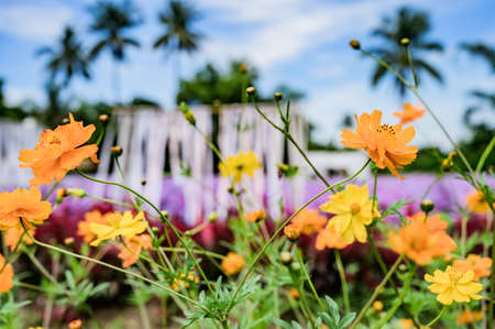 Yellow Flower with Beautiful Garden Background at Chiang Mai Province, Thailand.の写真素材