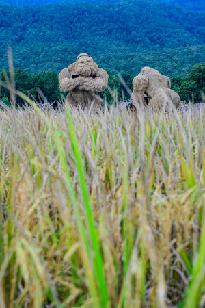 King Kong Straw Puppet in Rice Field, Chiang Mai Province.の写真素材