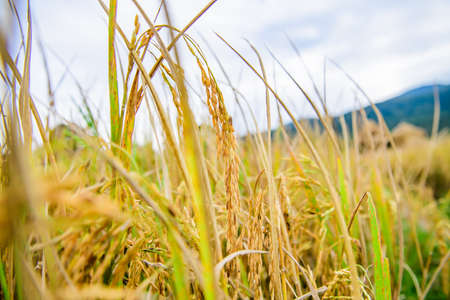 Rice Paddy in Field, Chiang Mai Province.の写真素材