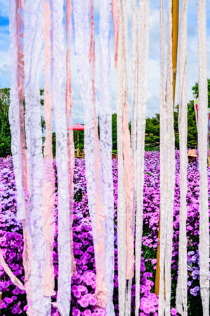 Beautiful Flower Garden In Chiang Mai Province, Thailand.の写真素材