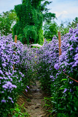 Beautiful Flower Garden In Chiang Mai Province, Thailand.の写真素材