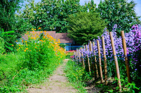 Beautiful Flower Garden In Chiang Mai Province, Thailand.の写真素材