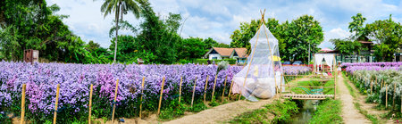 CHIANG MAI, THAILAND - October 27, 2020 : Panorama View of Beautiful Flower Garden at Chiang Mai Province, Thailand.のeditorial素材