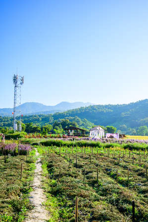 CHIANG MAI, THAILAND - November 15, 2020 : The Flower Garden with Rice Field in Chiang Mai Province, Thailand.のeditorial素材