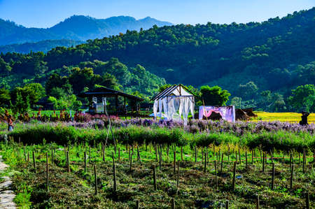CHIANG MAI, THAILAND - November 15, 2020 : The Flower Garden with Rice Field in Chiang Mai Province, Thailand.のeditorial素材