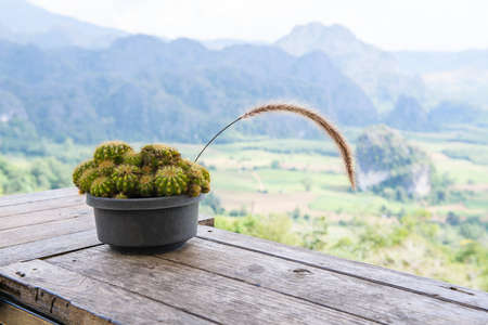 Cactus in pots with mountain view at Phu Langka viewpoint, Phayao province.の写真素材