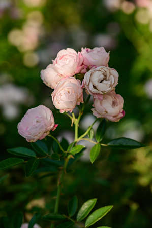 Pink rose in the garden, Thailand.の写真素材