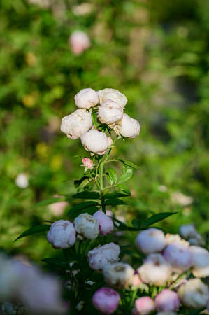 White rose in the garden, Thailand.の写真素材