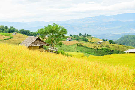 Pa Bong Piang Rice Terraces at Chiang Mai Province, Thailand.の写真素材