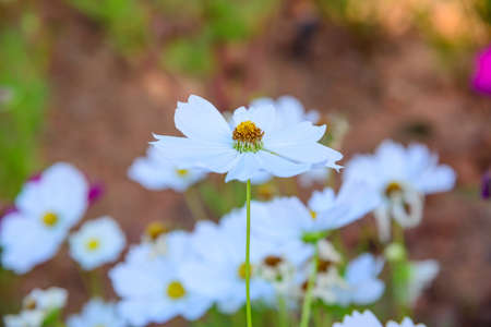 White Cosmos Flowers in The Garden, Chiangmai Province.の写真素材
