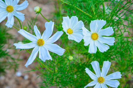 White Cosmos Flowers in The Garden, Chiangmai Province.の写真素材