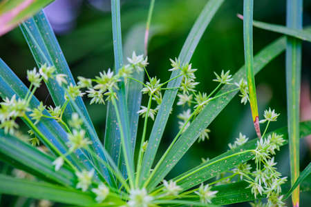 Flower of Umbrella Plant with Natural Backgroundの写真素材