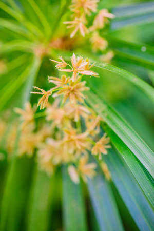 Flower of Umbrella Plant with Natural Backgroundの写真素材