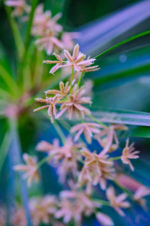 Flower of Umbrella Plant with Natural Backgroundの写真素材
