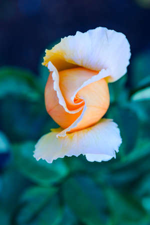 Just Joey Rose in Chiangmai province, Thailand.の写真素材