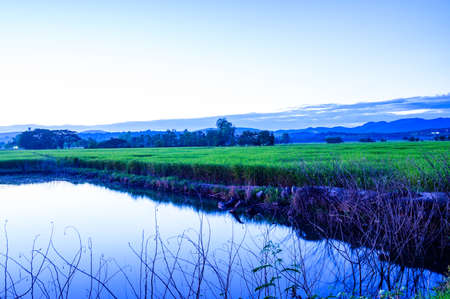 Rice Field in Phu Kam Yao District at Sunset, Phayao Province.の写真素材