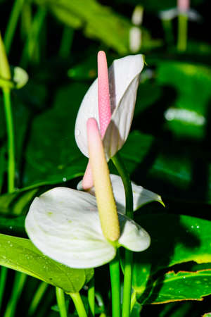 Anthurium Flower in Botanic Garden, Chiang Mai Province.の写真素材