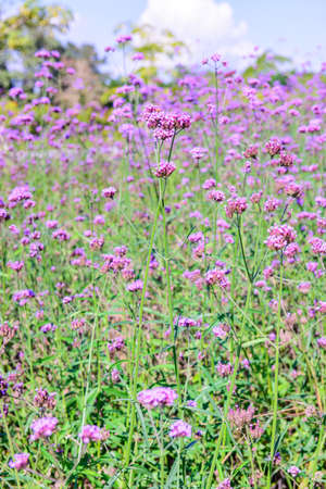 Verbena Field in Chiang Rai Province, Thailand.の写真素材