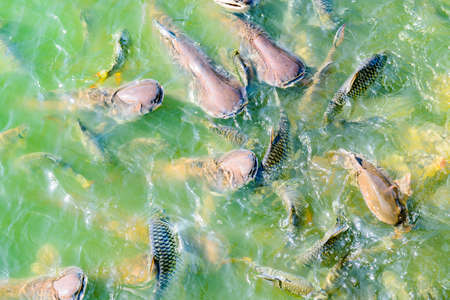 Many Kinds of Fish at Wang Matcha in Wiang Pa Pao District, Chiang Rai Province.