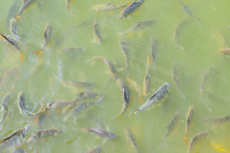 Many Kinds of Fish at Wang Matcha in Wiang Pa Pao District, Chiang Rai Province.